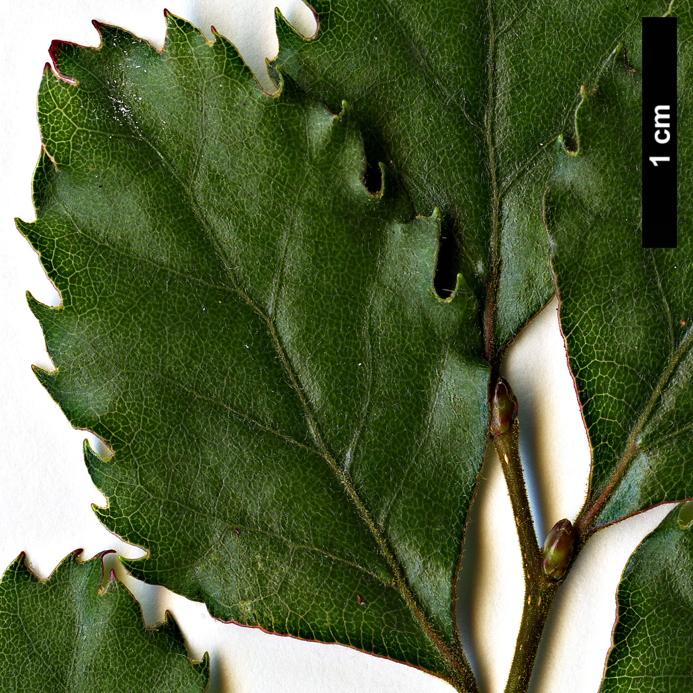 High resolution image: Family: Nothofagaceae - Genus: Nothofagus - Taxon: fusca